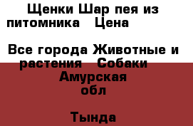 Щенки Шар пея из питомника › Цена ­ 25 000 - Все города Животные и растения » Собаки   . Амурская обл.,Тында г.